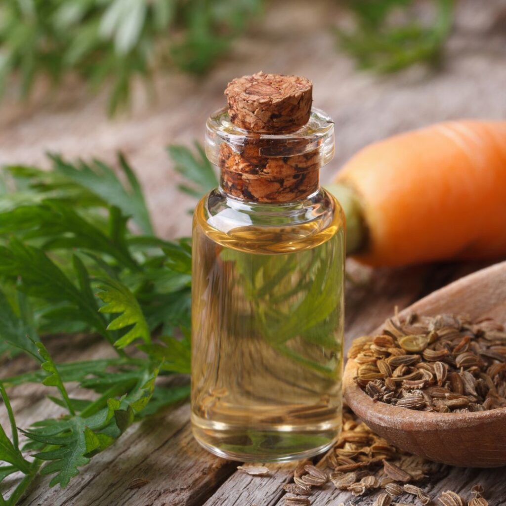 Carrot Seed oil next to a carrot