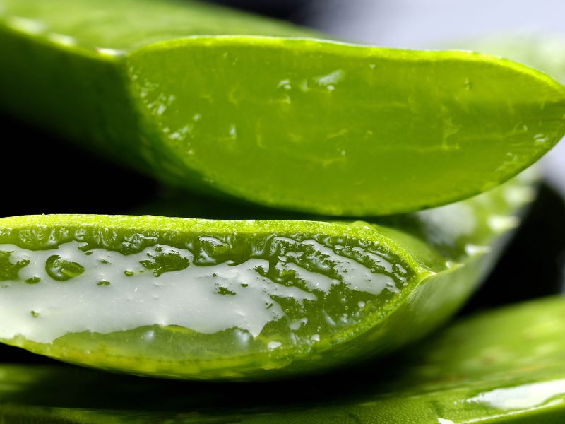 close up view of aloe vera