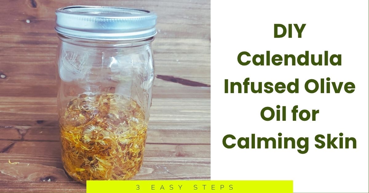 DIY Calendula Infused Olive Oil in 3 easy steps